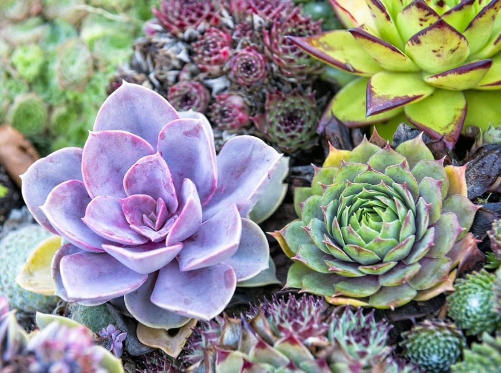 Succulent Planting Seeds Collection - Ideal for Easy Planting