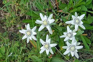 Alpinum Flower Soldanella alpina Seeds for Planting in Flower Bed & Garden