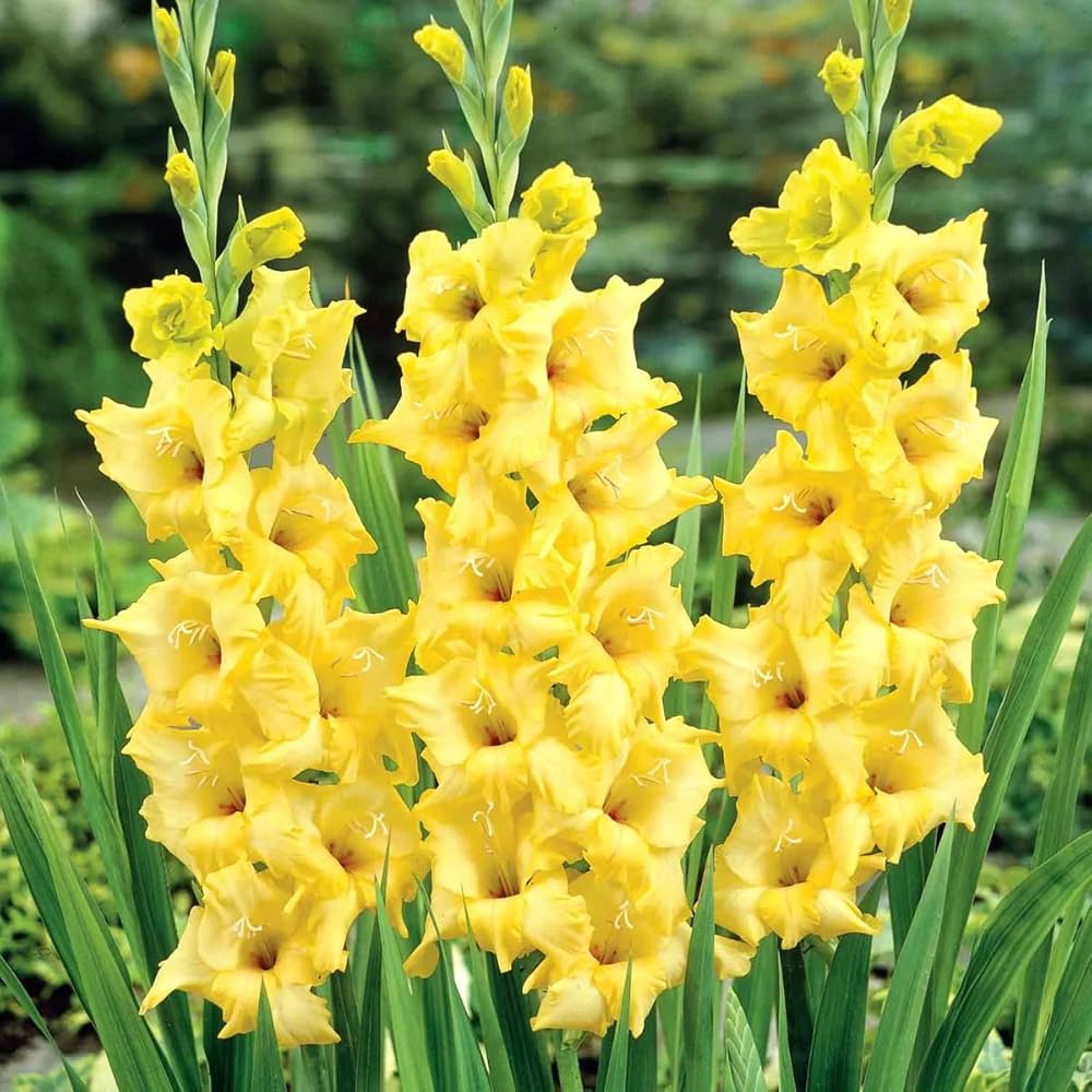 YellowPerennial Gladiolus Flower seeds for Planting - Pollinator Friendly, Heirloom & GMO Free Seeds for Home Garden