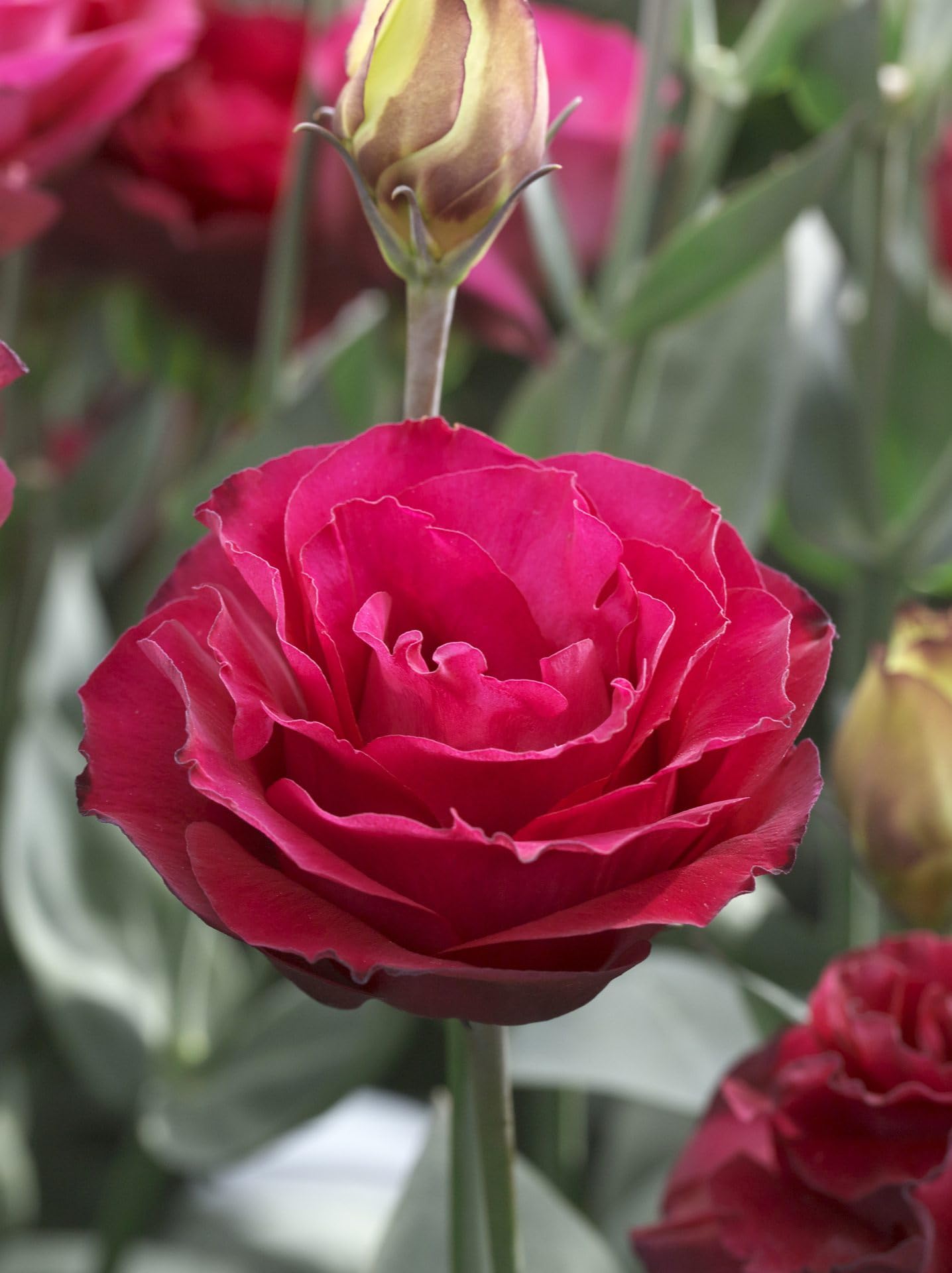 Lisianthus Red Flower seeds for Planting - Wildflower Mix, Heirloom & GMO Free Seeds for Home Garden