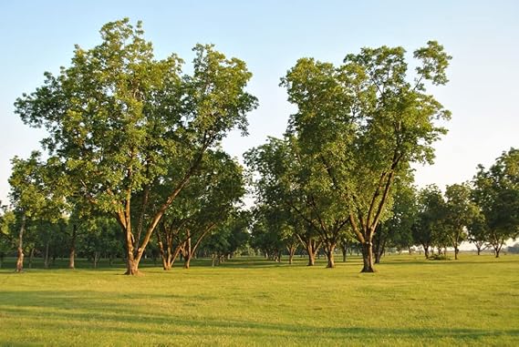 Carya Illinoinensis Seeds For Planting: Grow Your Own Nut Harvests Plant Seeds