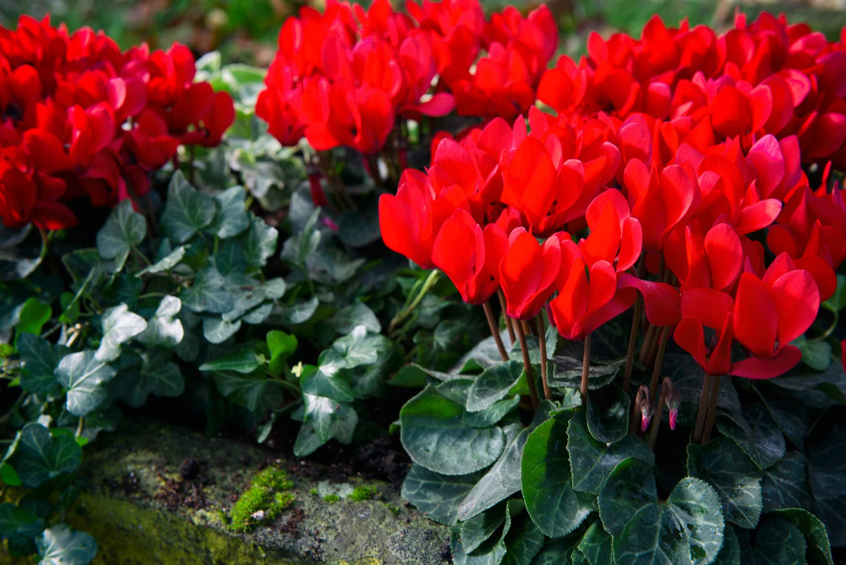 Red (Red Cyclamen) seeds for planting in home garden