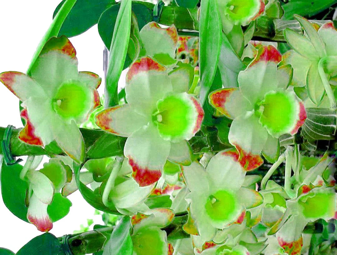 Green Phalaenopsis Flower seeds for Planting - Drought Tolerant, Heirloom & GMO Free Seeds for Home Garden