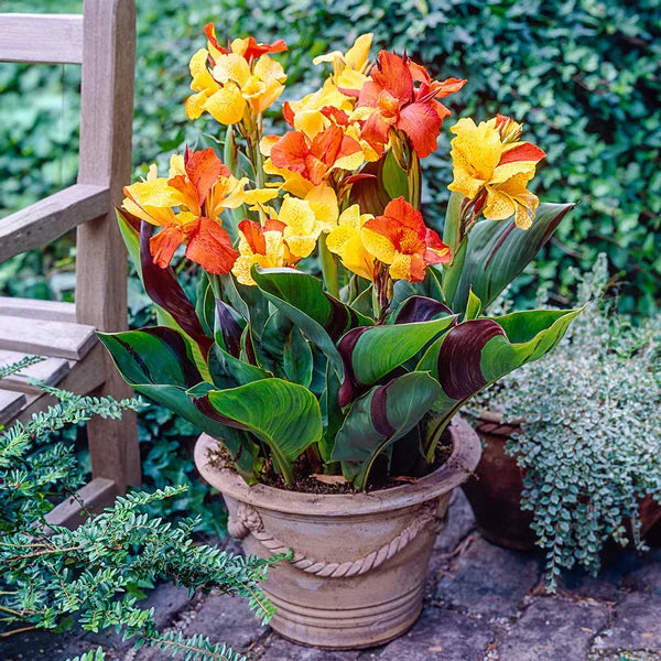 Cleopatra Flower seeds for Planting - Seasonal Bloomer, Heirloom & GMO Free Seeds for Home Garden