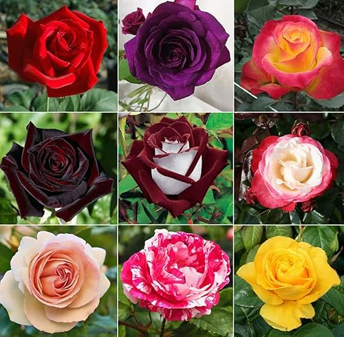 Color Rose Seeds Flower seeds for Planting, Long Bloom Season Heirloom & GMO Free Seeds for Home Garden