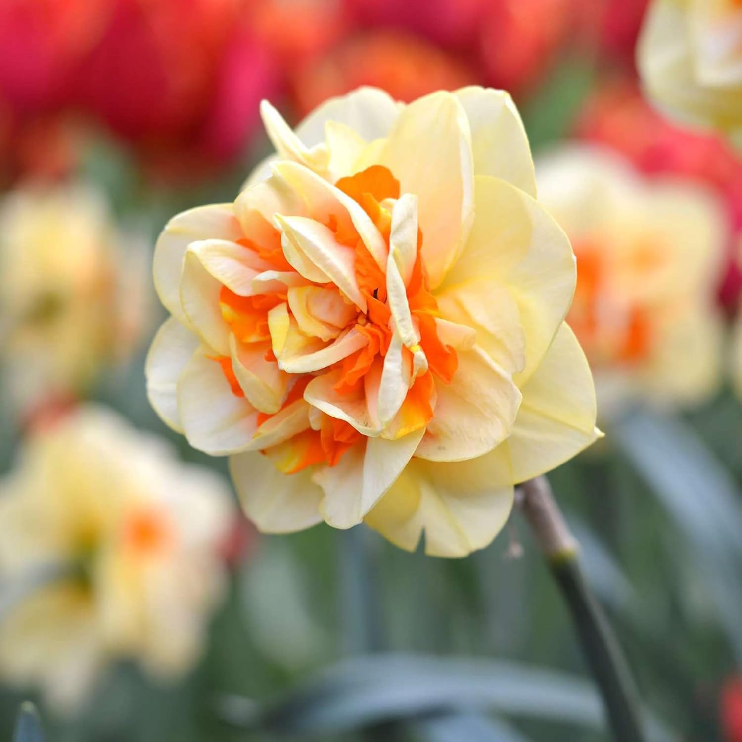 Double Petals Narcissus Seeds Daffodil Perennial Non-Gmo Great Entry-Level Plant Fragrant