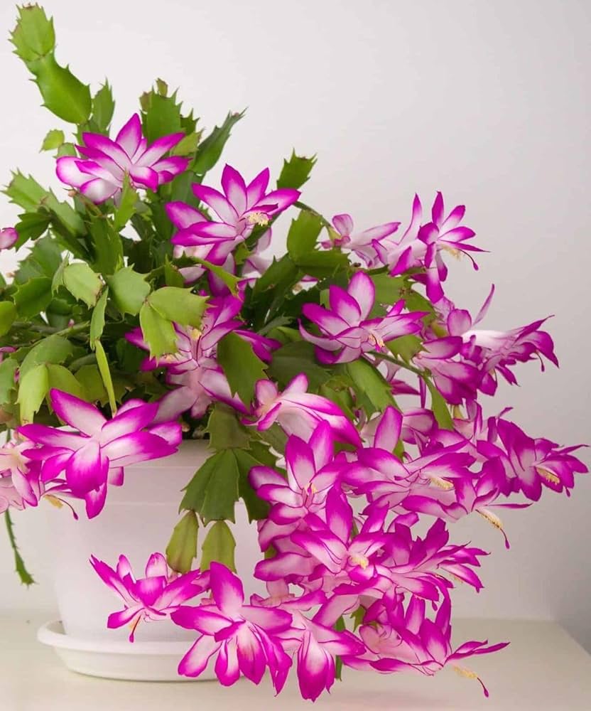 White Pink Zygocactus Flower seeds for Planting - Seasonal Bloomer, Heirloom & GMO Free Seeds for Home Garden