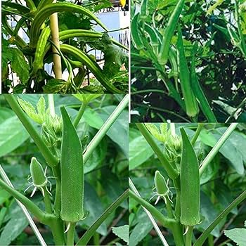 Clemson Okra Seeds for Planting  Premium Quality