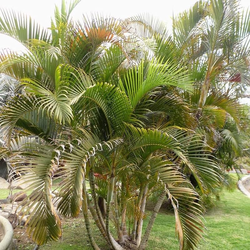 Cabbage Palm Seeds for Planting Sabal palmetto for tropical gardens and landscapes