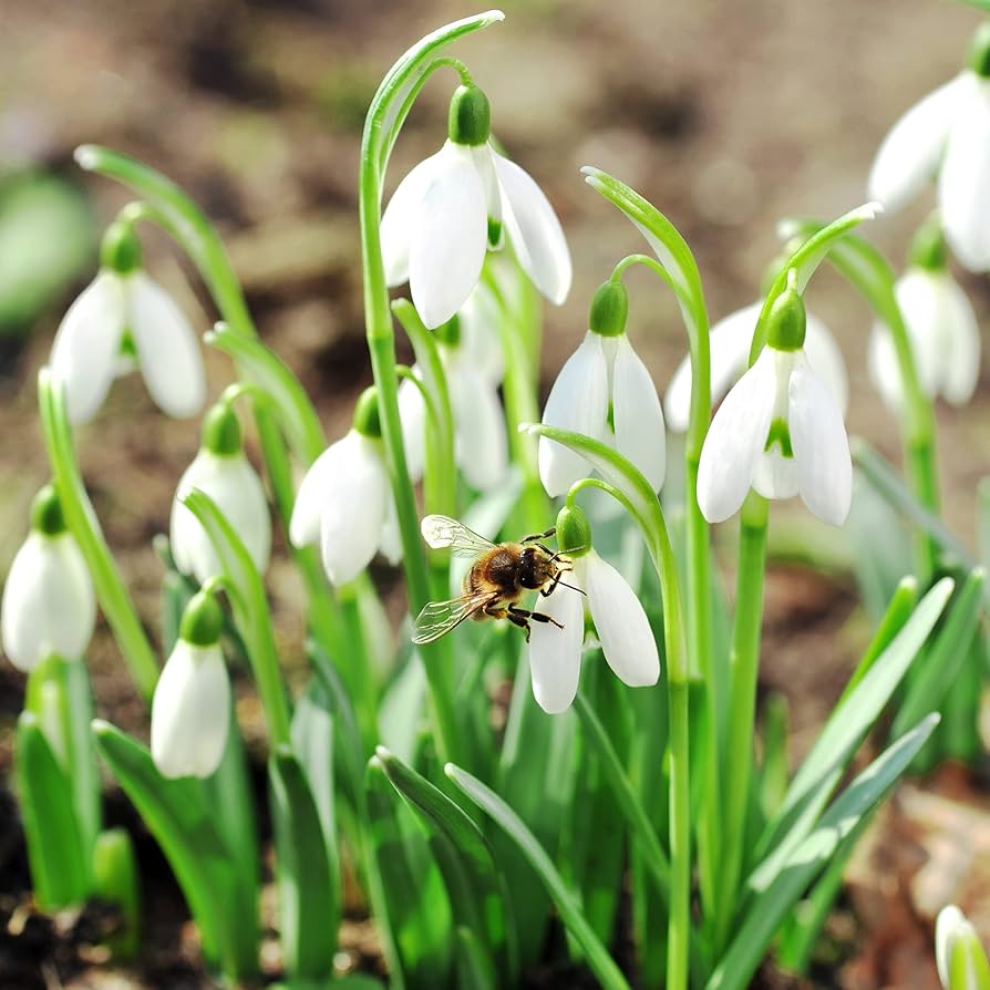 Galanthus Nivalis Snowdrop Plant Seeds for Planting in Woodland Garden and Shade Garden