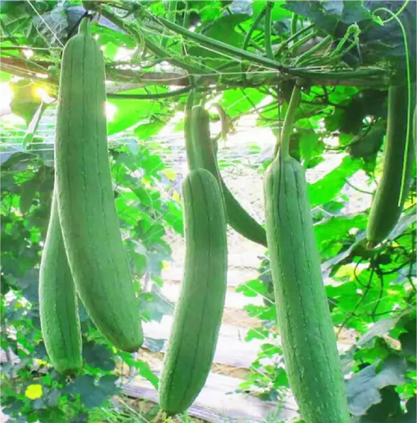 Towel Gourd Vegetable Seeds
