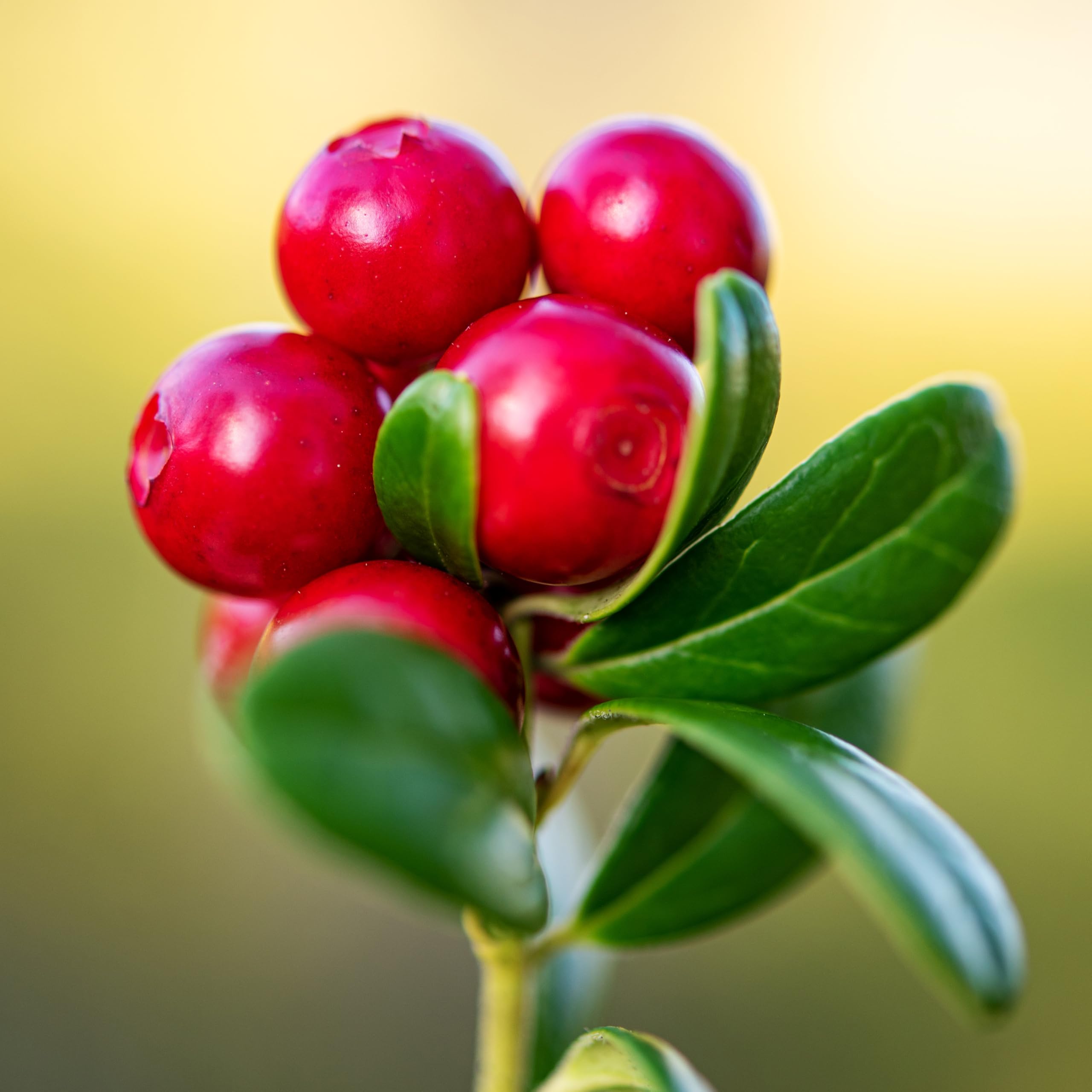 Vaccinium Vitas-Idaea (Mountain Cranberry) Seeds for Healthy Berries