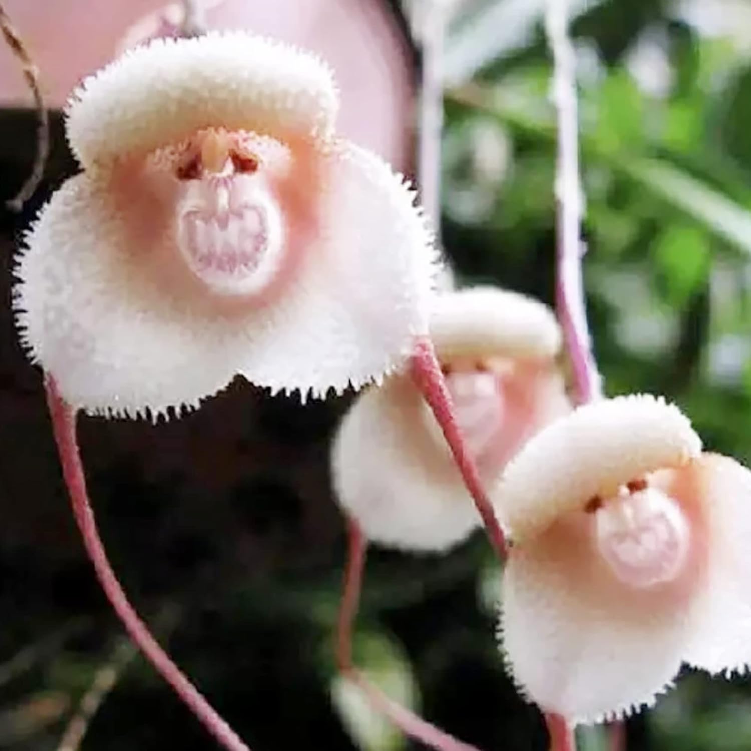Violet Monkey Face Flower seeds for Planting - Colorful Display, Heirloom & GMO Free Seeds for Home Garden