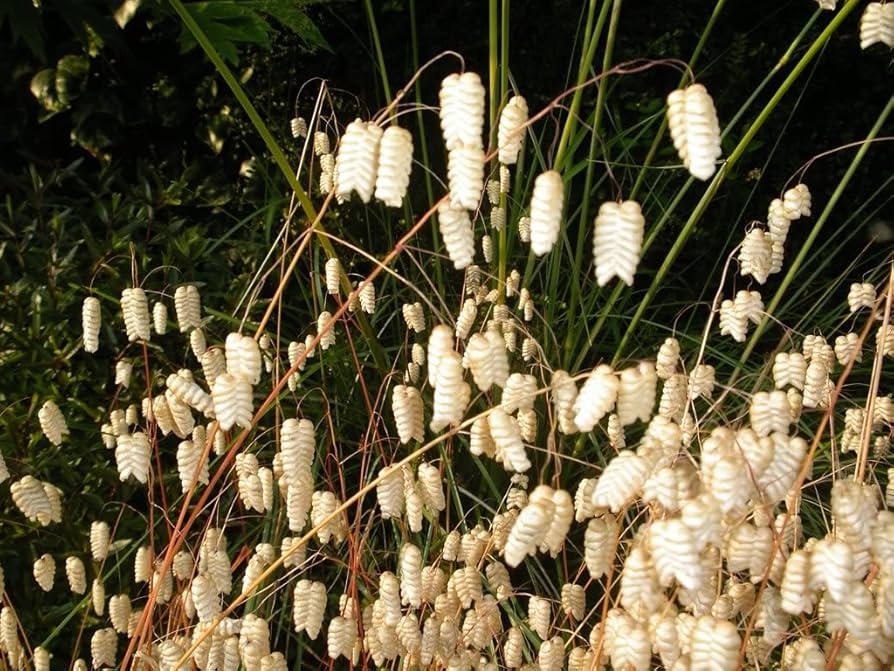 Rattlesnake Switchgrass Seeds (Klapperschlange Grassamen)