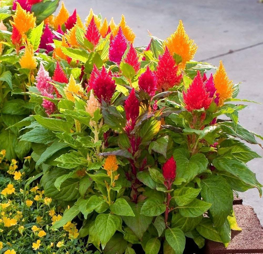 Kuhschelle Flower seeds for Planting - Long Bloom Season, Heirloom & GMO Free Seeds for Home Garden