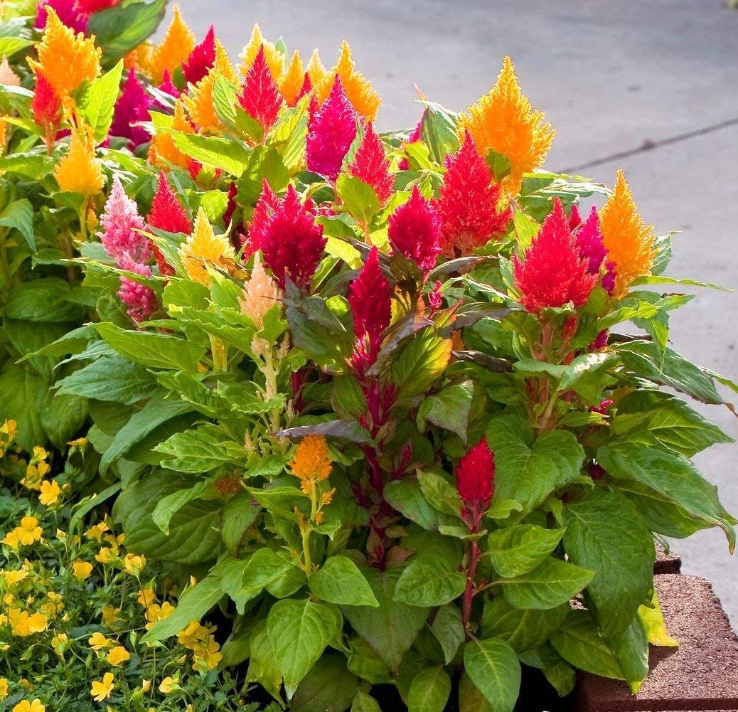 Celosia Chef Mix Seeds for Planting Edible Ornamental Garden Blooms