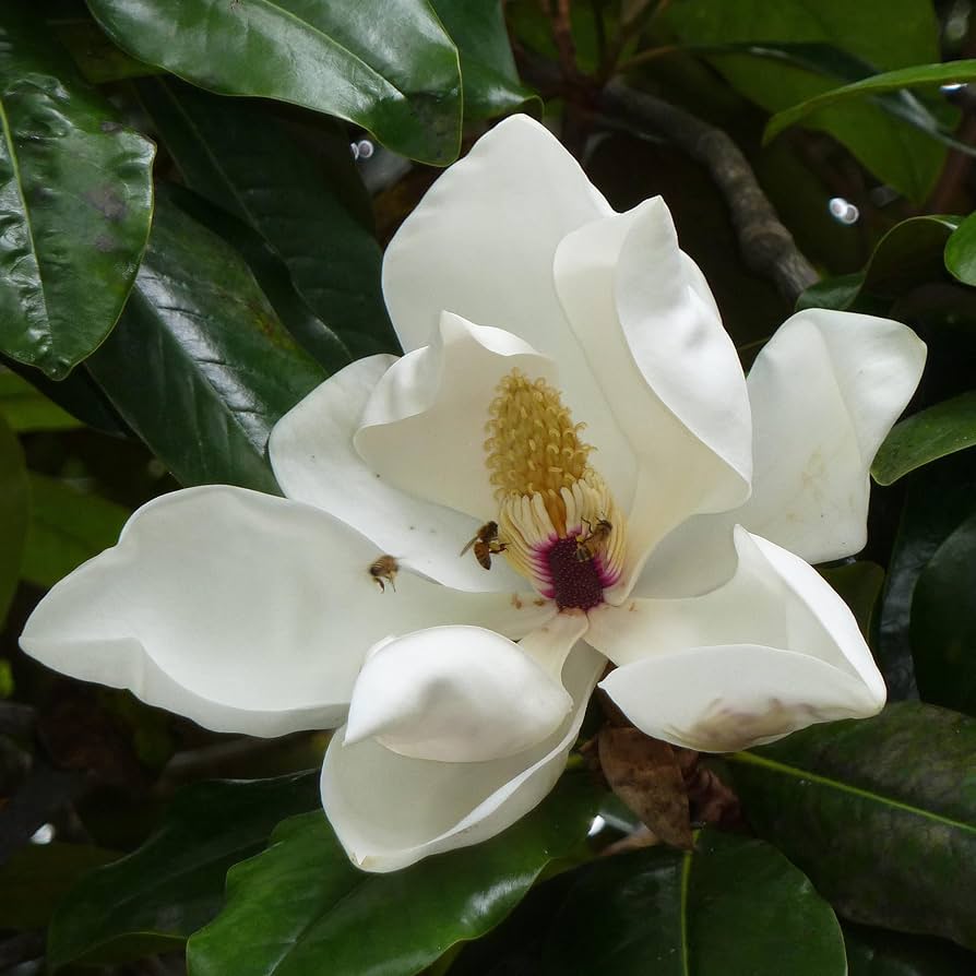 Magnolia Grandiflora Seeds for Planting in Front Yards