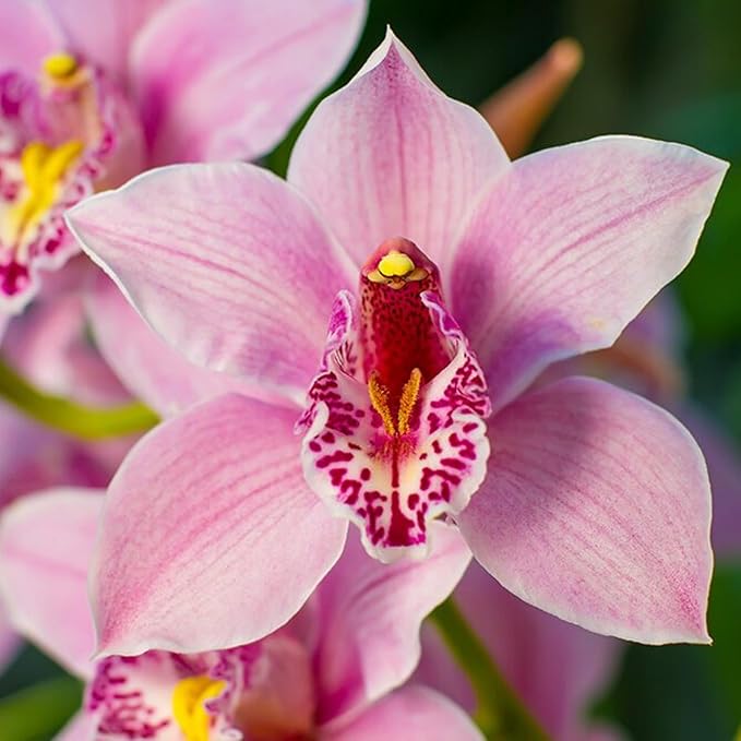 Mixed Orchid Orchidaceae spp Flower Seeds for Planting in Orchid Garden