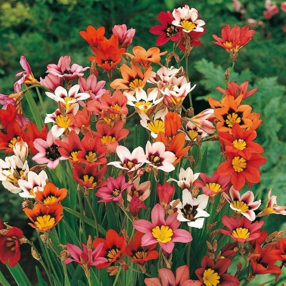 Sparaxis Mix Seeds for Planting  Colorful Garden Flowers - Evergrowseeds