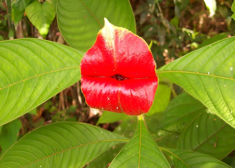 Blazing Red Lips Flower Seeds