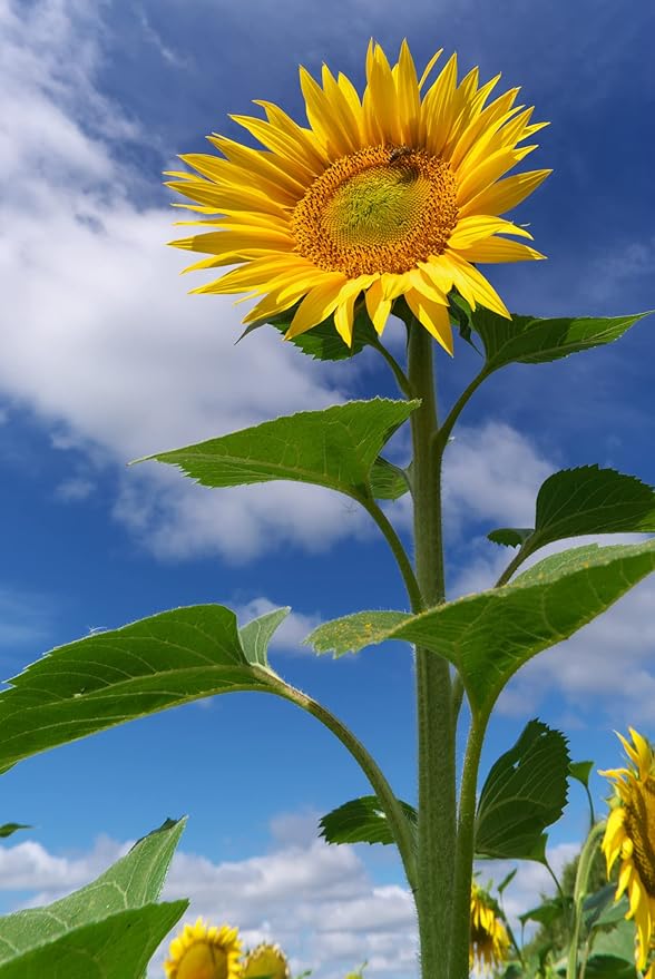American Giant Sunflower Helianthus annuus Seeds for Planting in Vegetable Patch & Garden