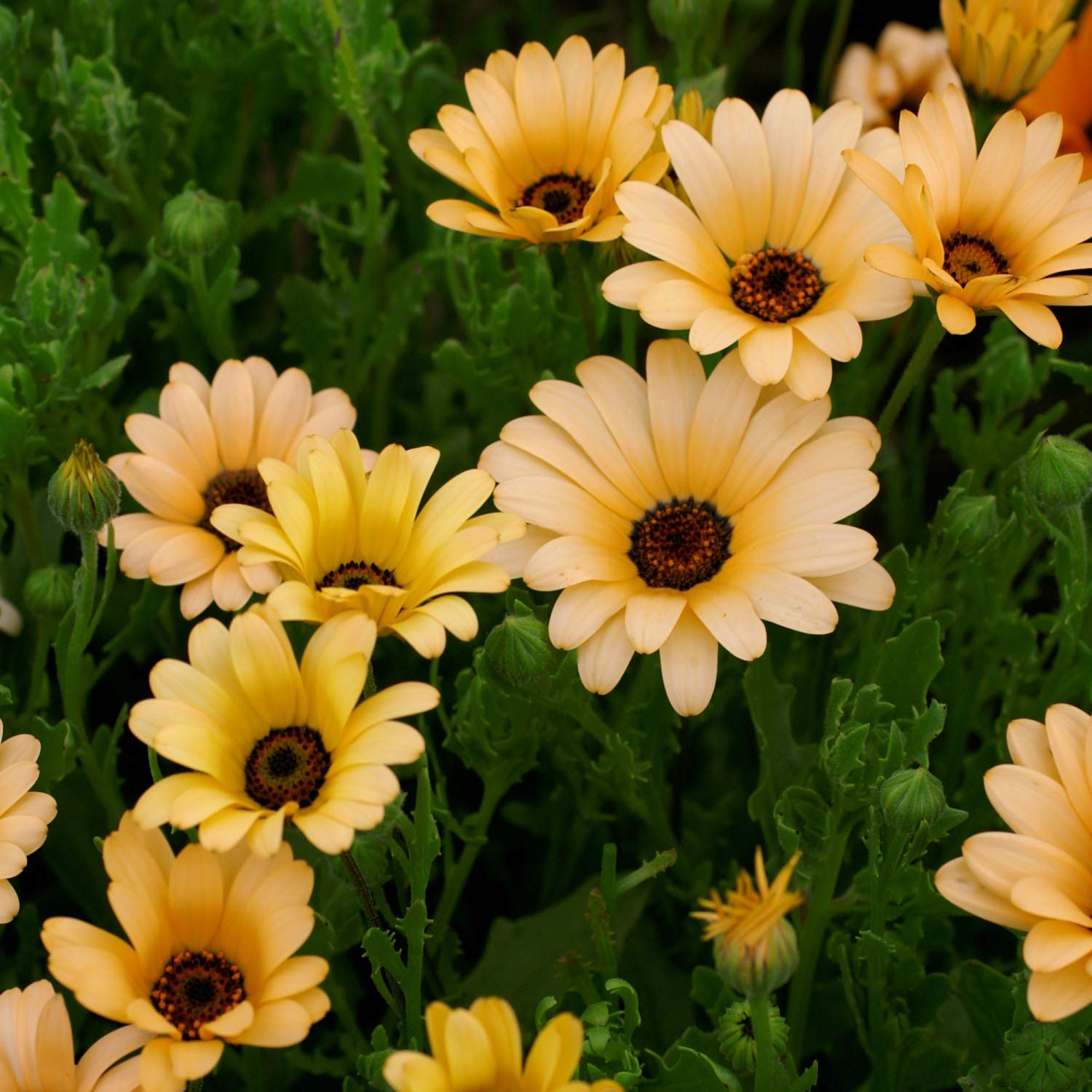 African Daisy Osteospermum Seeds for Planting - Perfect for Flower Bed & Urban Garden