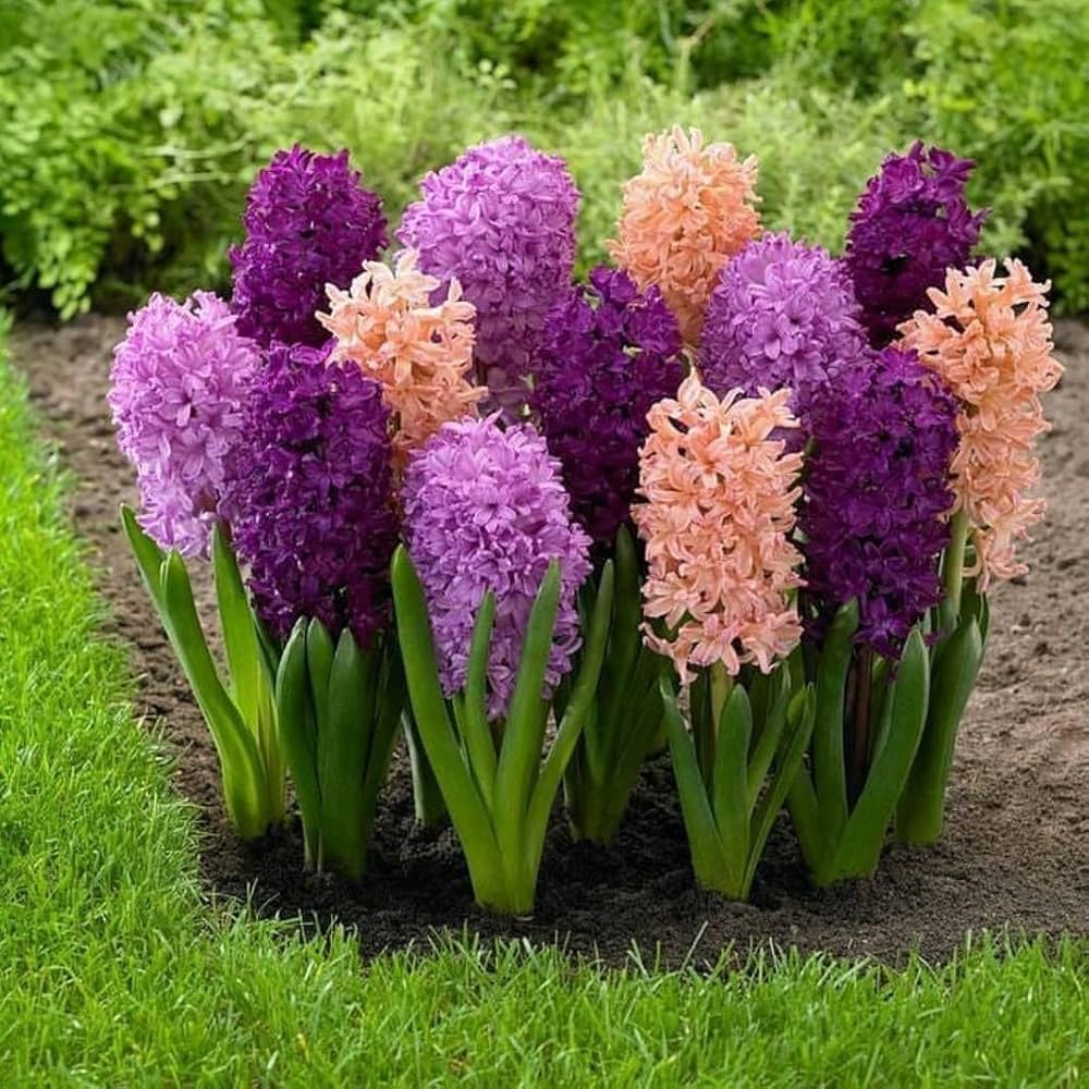 Hyacinth Hyacinthus orientalis Seeds for Planting in Hydroponic Garden and Flower Pot