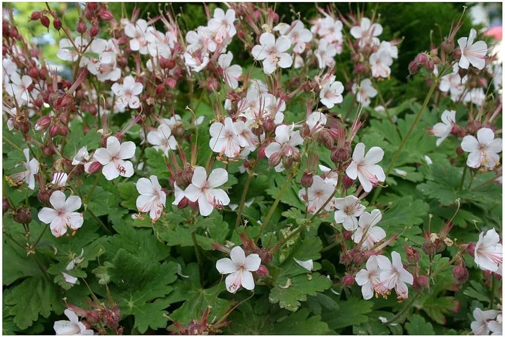 Geranium Macrorrhizum Seeds for Planting Geranium macrorrhizum for flower beds and garden borders