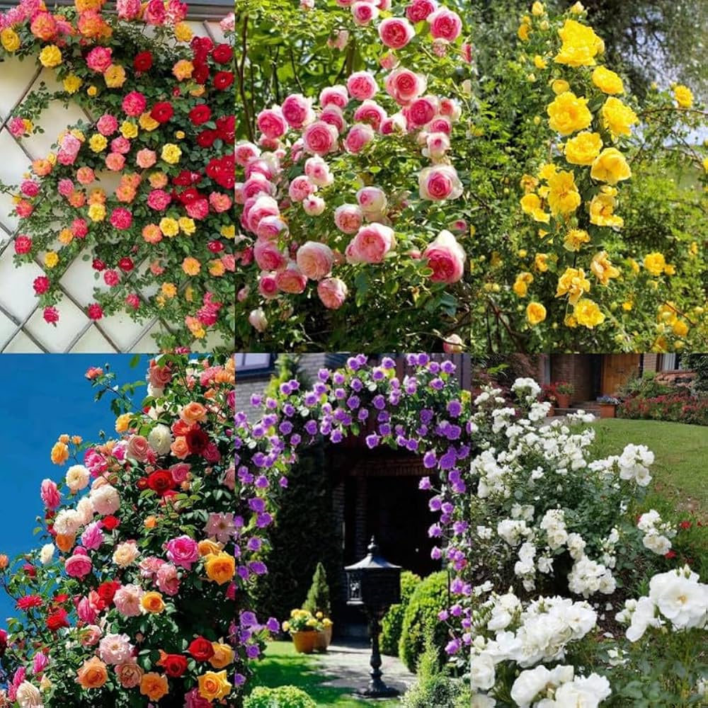 Mixed Colour Home Garden Rose Flower Seeds for Planting Fragrant Blossoms Heirloom & GMO Free Seeds for Home Garden
 
 Sale