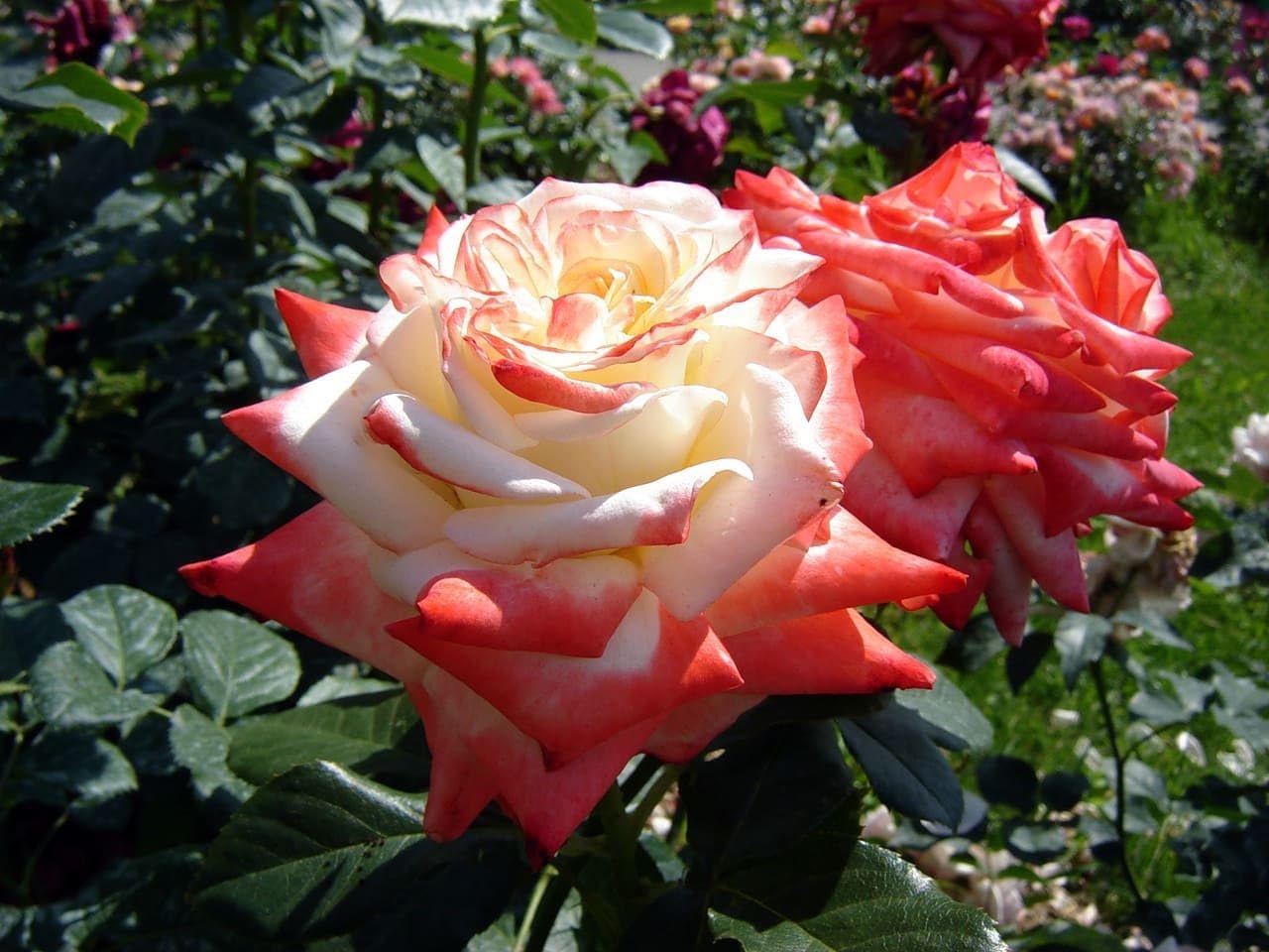 Mixed Holland Rose Flower Seeds for Planting Garden Favorite Heirloom & GMO Free Seeds for Home Garden
 
 Sale