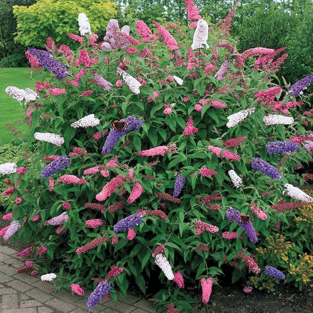 Mix Butterfly Bush Seeds for Planting - Vibrant Flower Mix for Butterfly Gardens, Easy to Grow