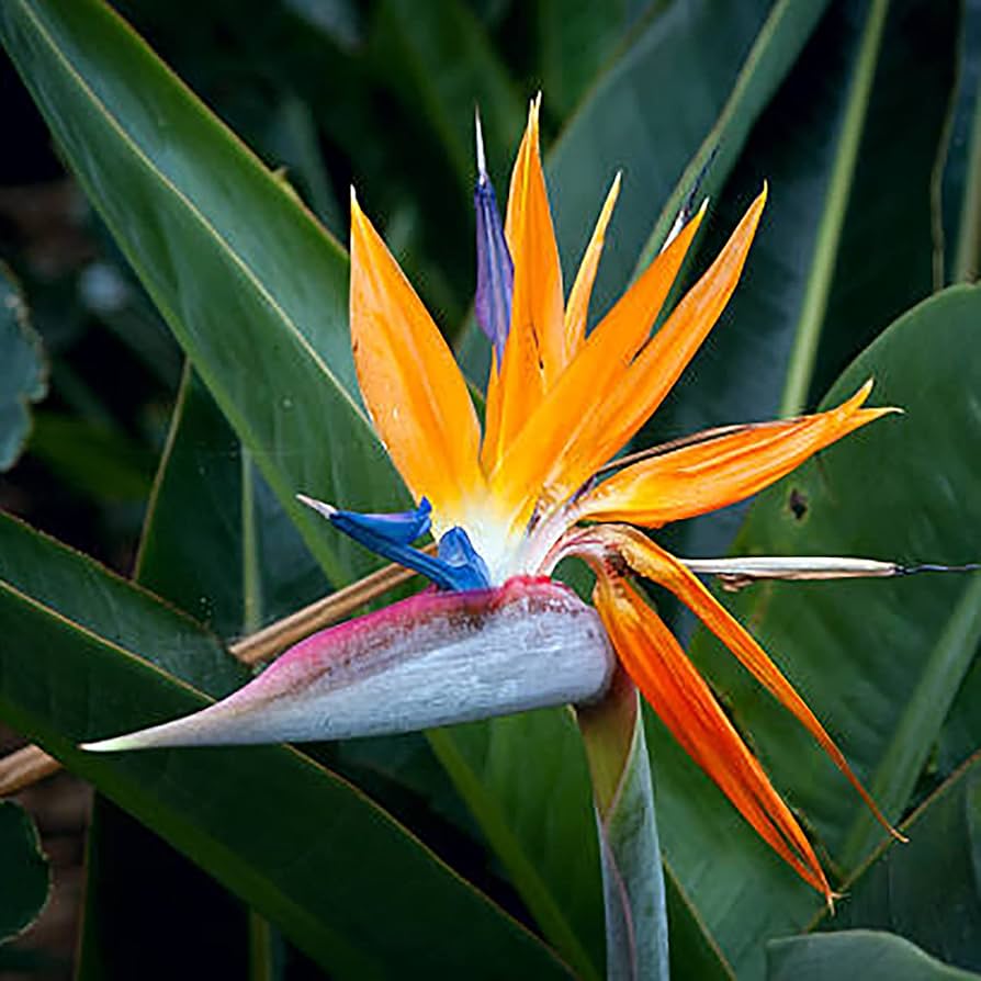 Strelitzia Bird of Paradise Strelitzia reginae Seeds for Planting in Urban Garden