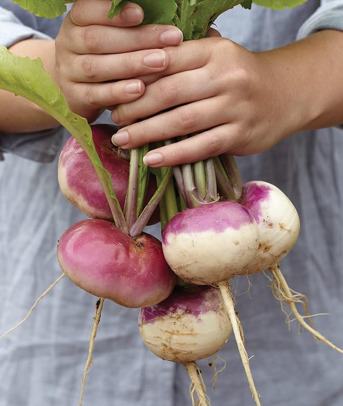 Purple Top White Globe Turnip Seeds for Nutritious Turnips