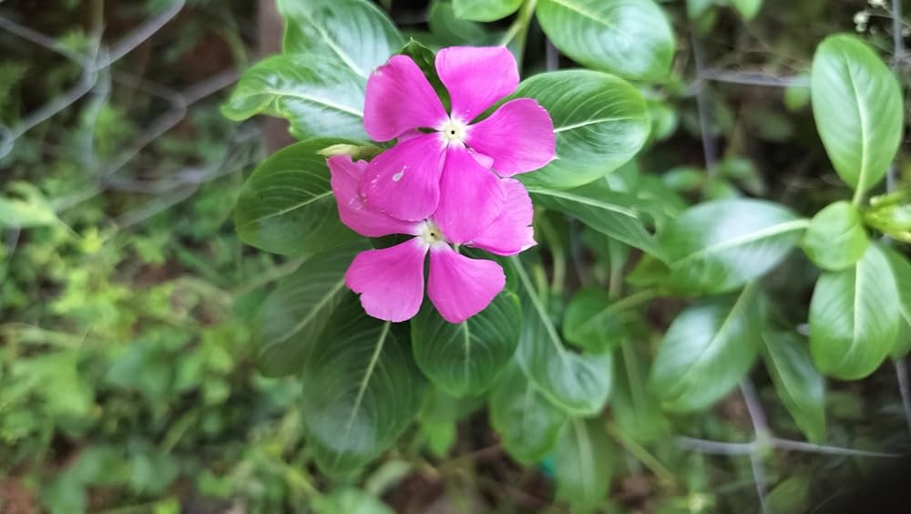 Light Pink Periwinkle Flower seeds for Planting - Fragrant Blossoms, Heirloom & GMO Free Seeds for Home Garden