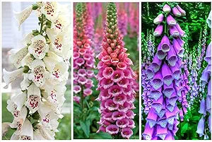 Digitalis Foxglove Flower Mix Seeds for Beautiful Foxglove Blooms