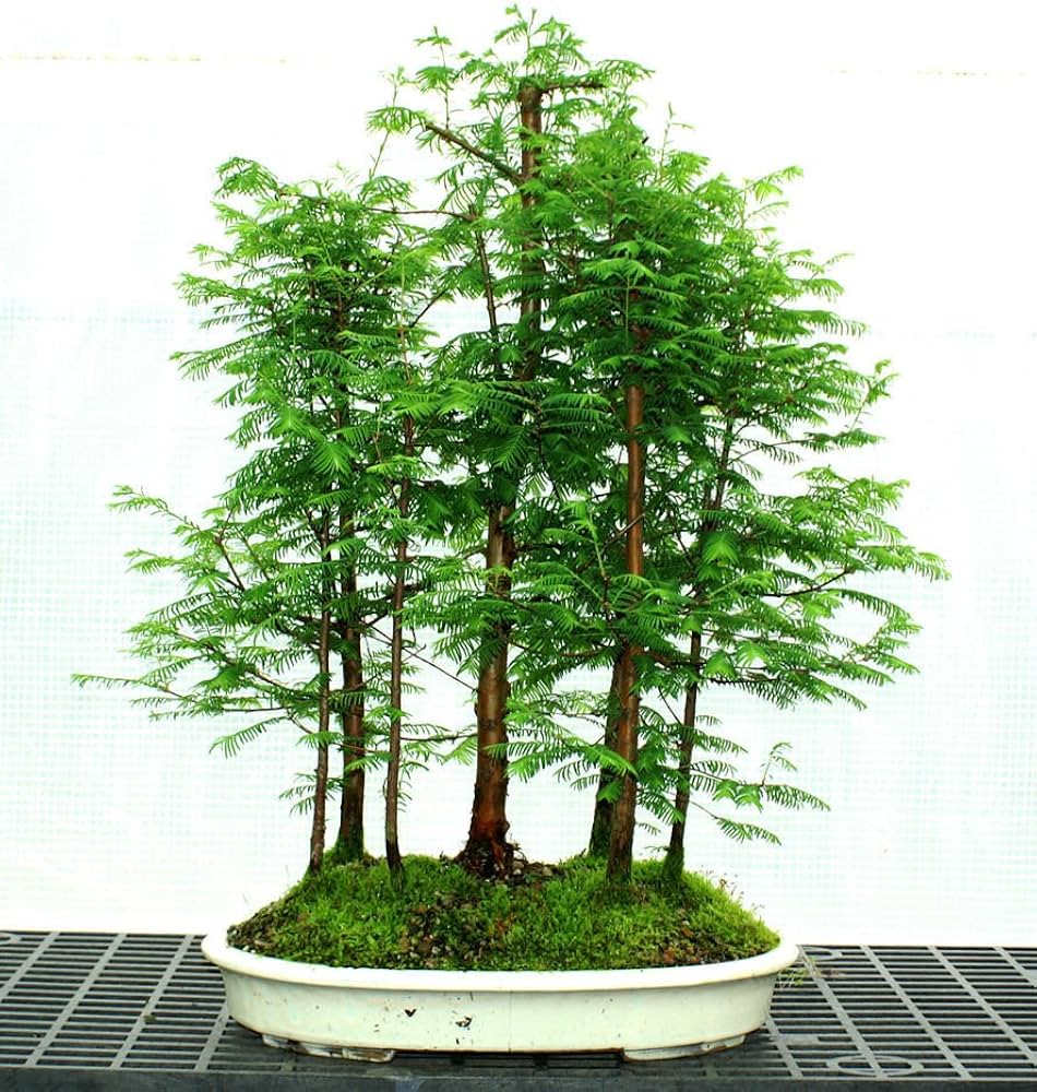 Green Redwood Forest Bonsai Seeds for Planting | Grow Your Own Bonsai Tree