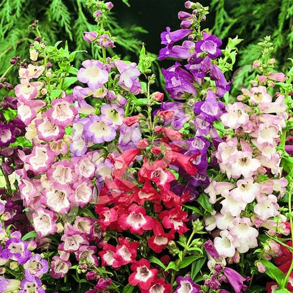 Penstemon Beard Tongue Mixed Flower Seeds