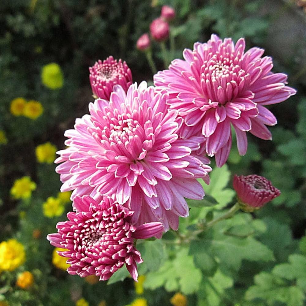 Fresh Chrysanthemum Flower seeds for Planting - Garden Favorite, Heirloom & GMO Free Seeds for Home Garden