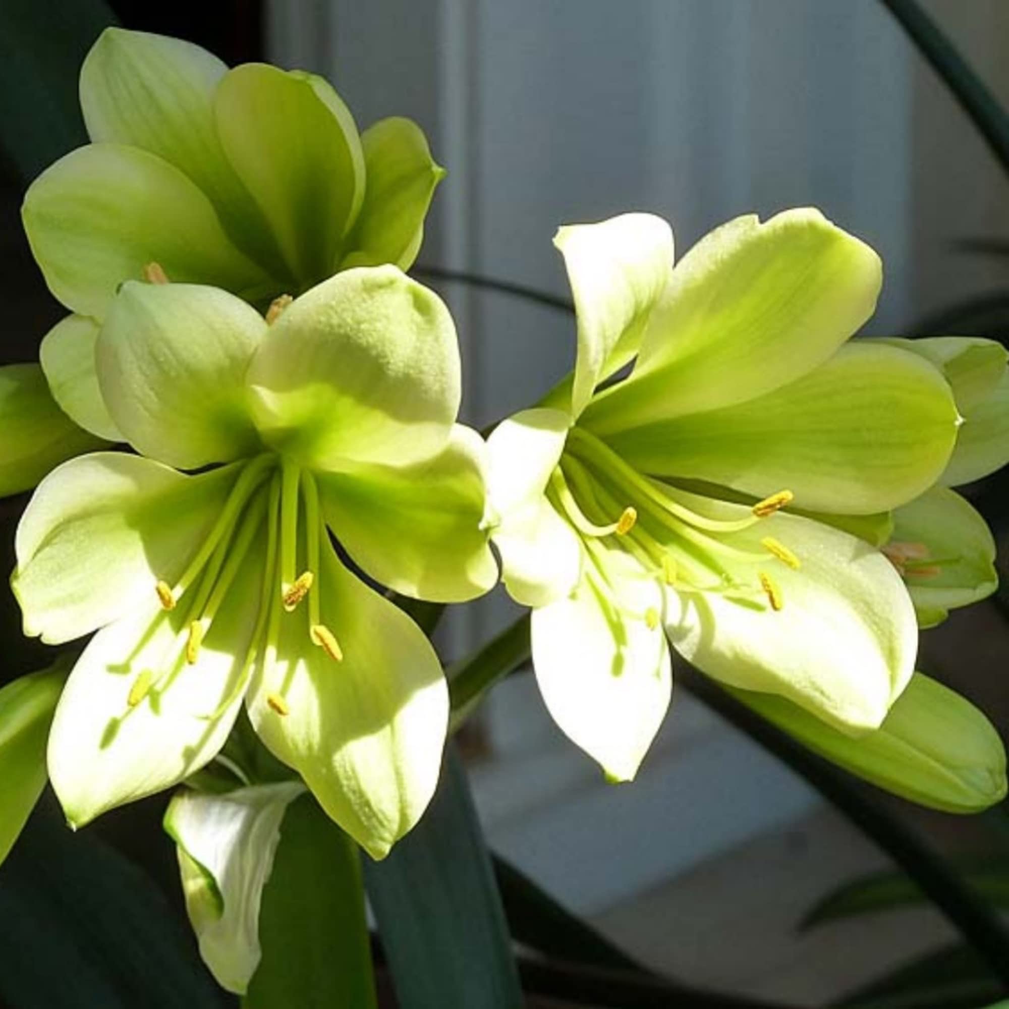 Clivia Miniata Seeds for Planting for shade gardens and pots
