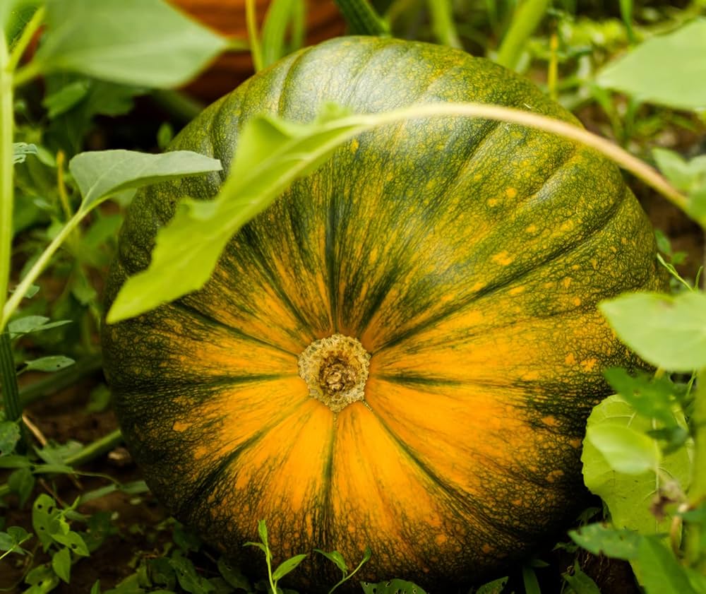 Korean Pumpkin Seeds for Planting Cucurbita moschata for vegetable patches and urban gardens