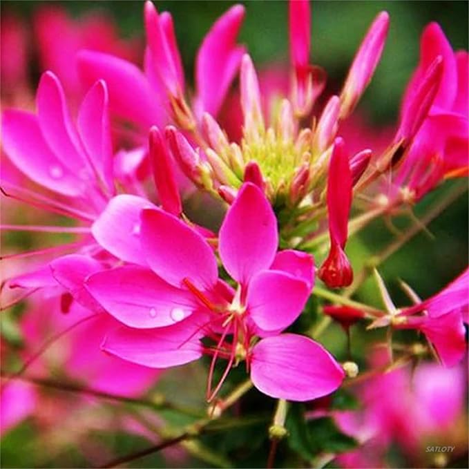 Cleome Queen Flower Seeds for Vibrant Cleome Blooms
