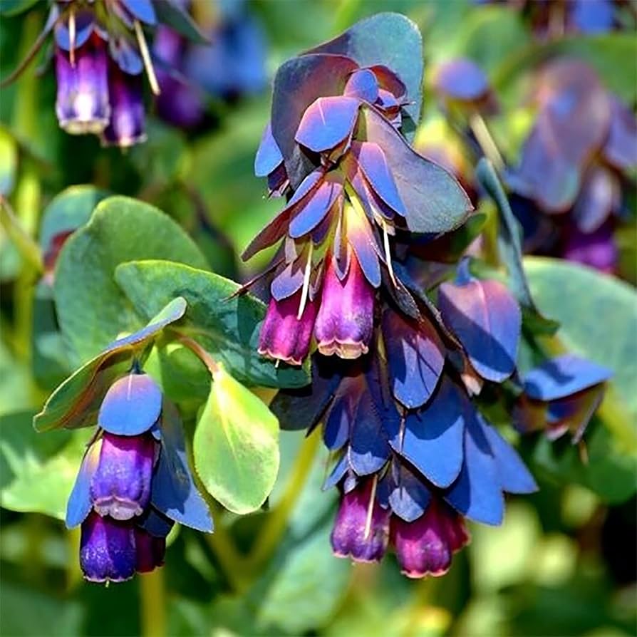 Shrimp Plant Justicia brandegeeana Seeds for Planting in Flower Border and Balcony Garden