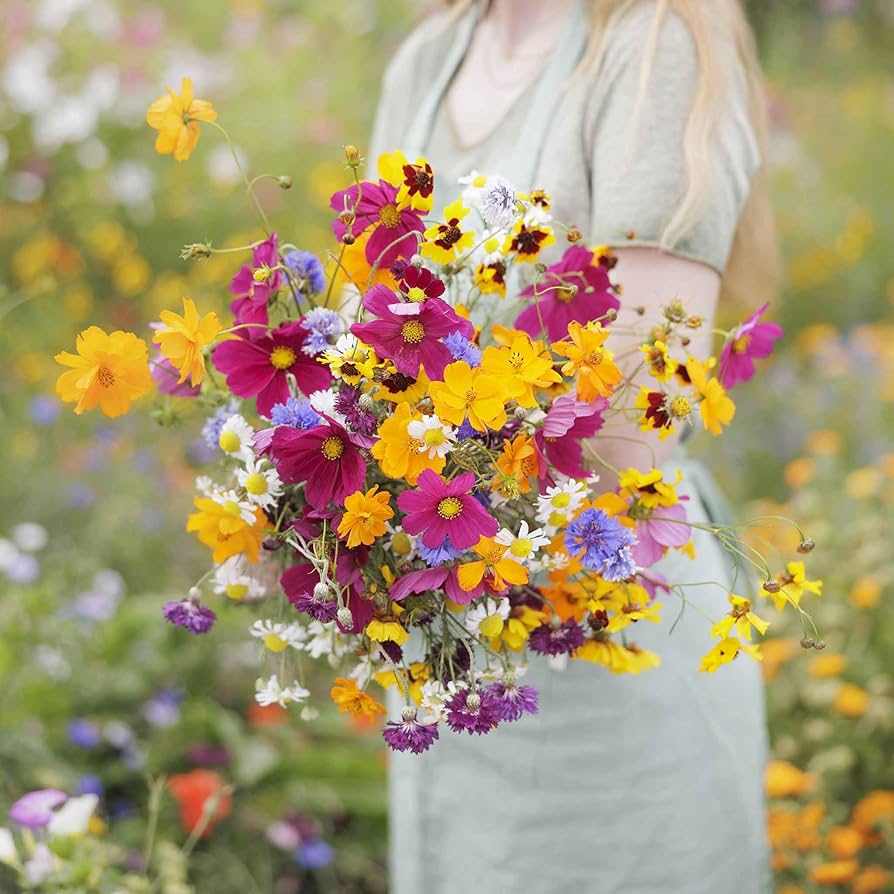 Southwest Wildflower Mixture Various species Seeds for Planting in Wildflower Garden