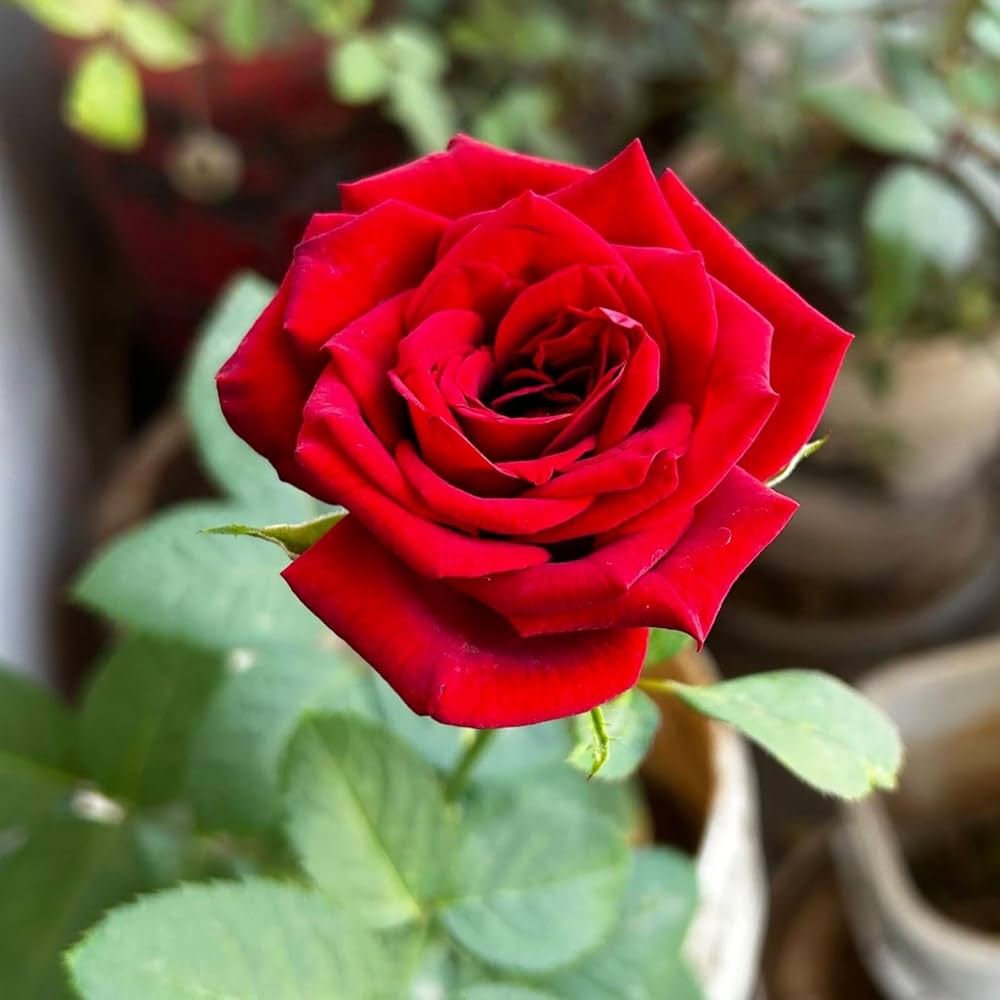 Full Red Rose Flower seeds for Planting - Long Bloom Season, Heirloom & GMO Free Seeds for Home Garden