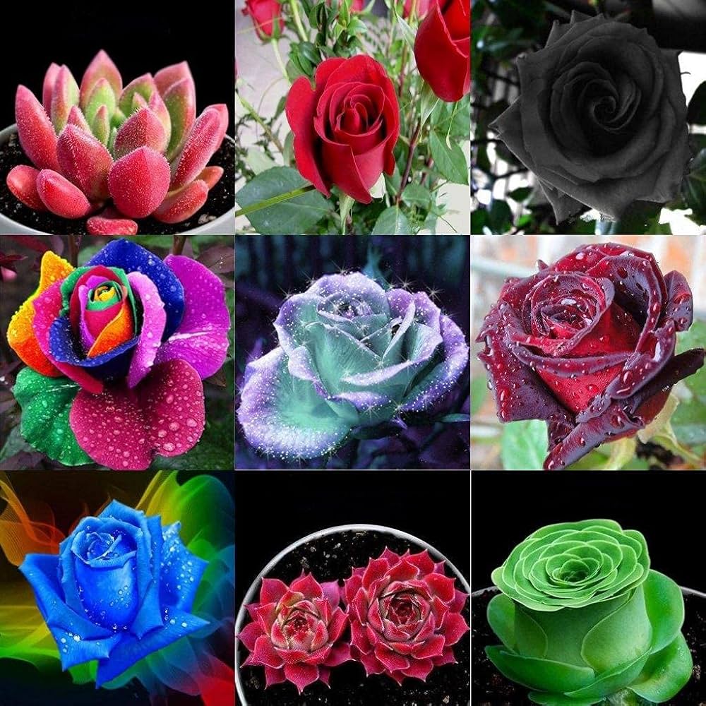 Mixed Rose Petals Rosa spp. for planting in flower bed