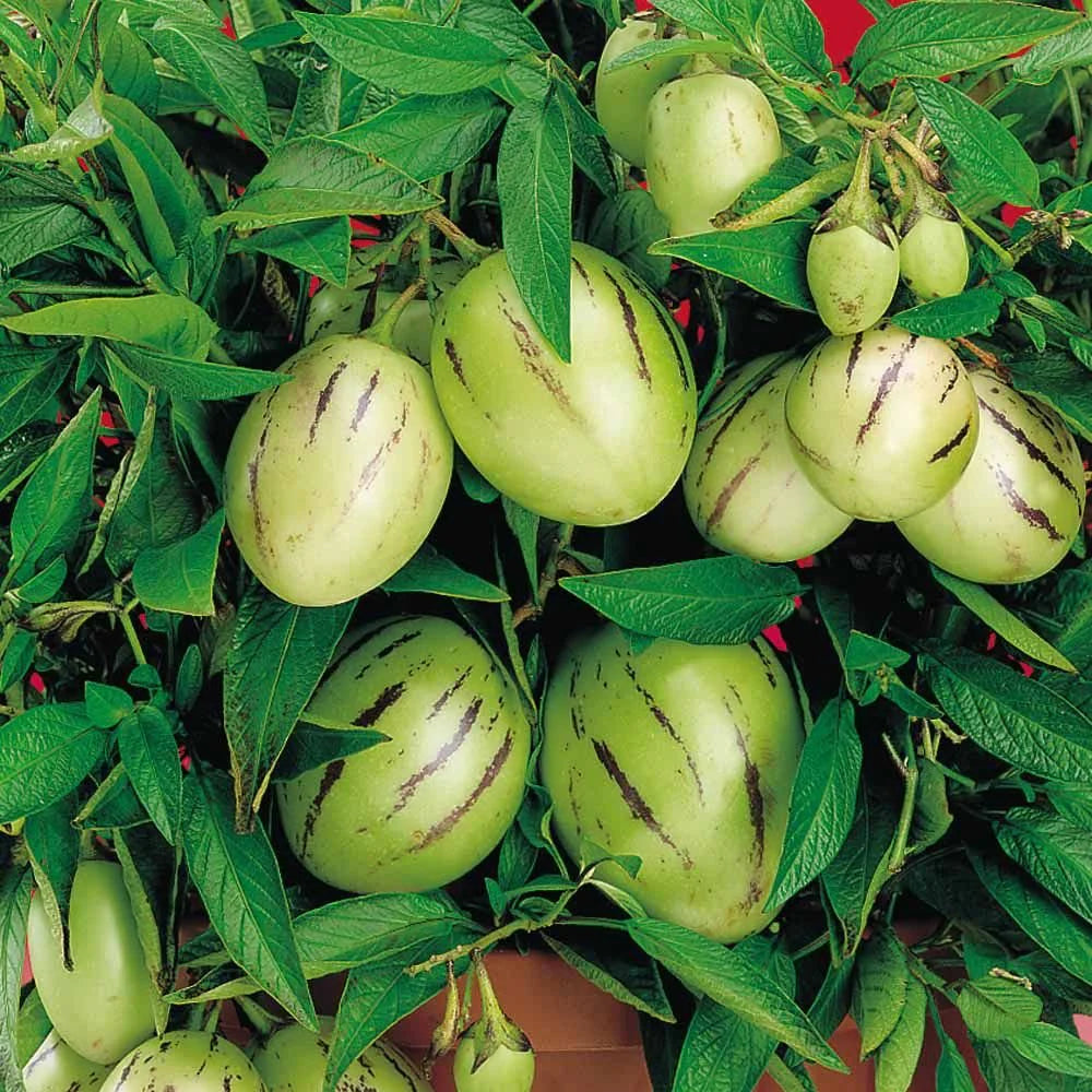 White Purple Pepino Vegetable Seeds for Planting
