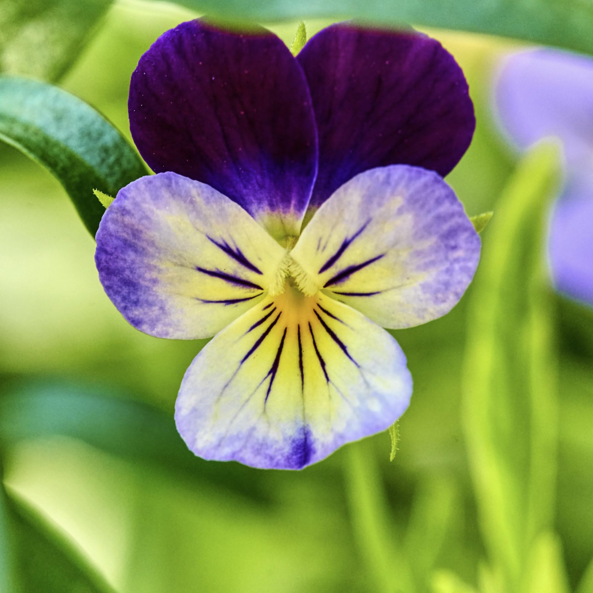 Purple White Viola Flower seeds for Planting - Shade Tolerant, Heirloom & GMO Free Seeds for Home Garden
