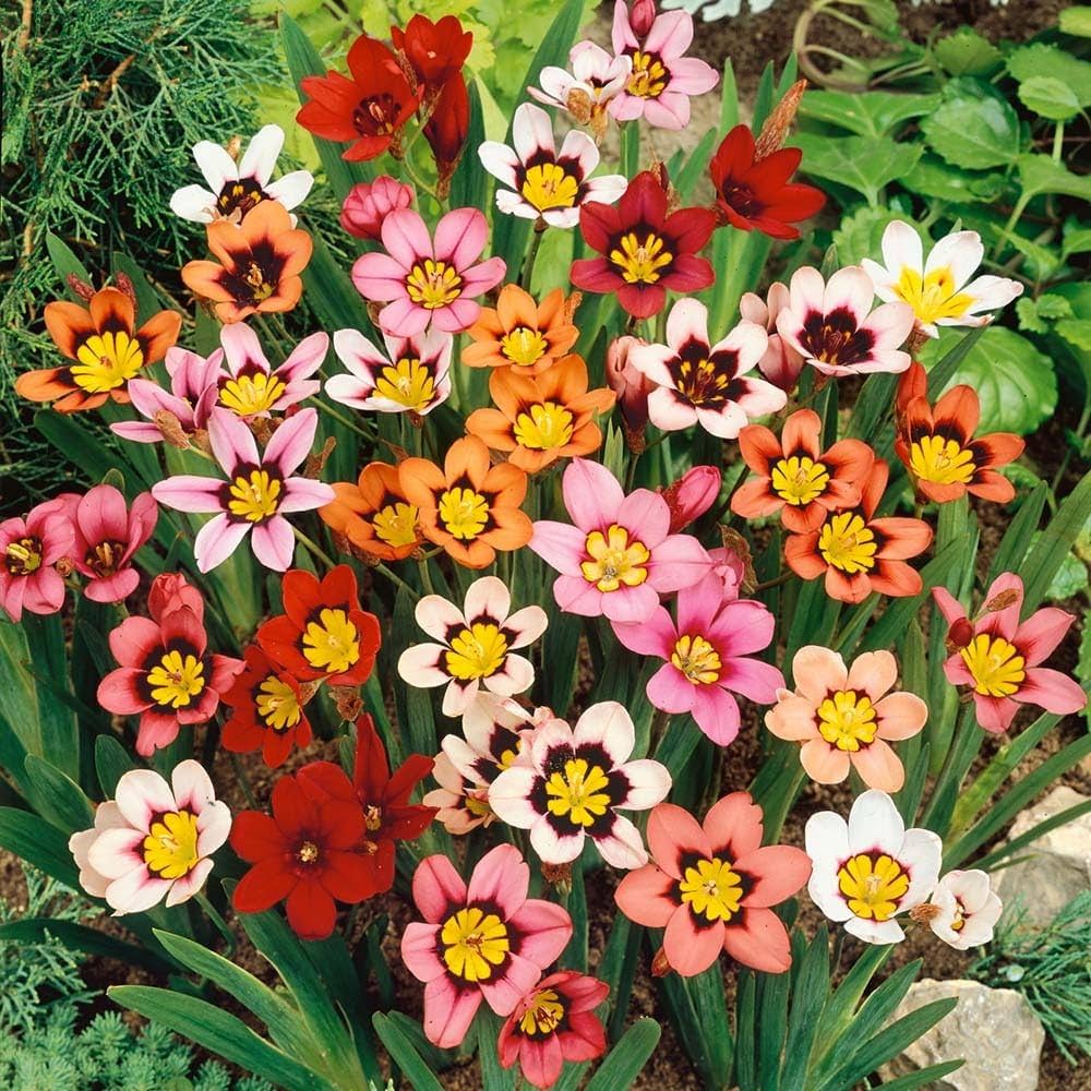 Sparaxis Mix Seeds for Planting  Colorful Garden Flowers - Evergrowseeds