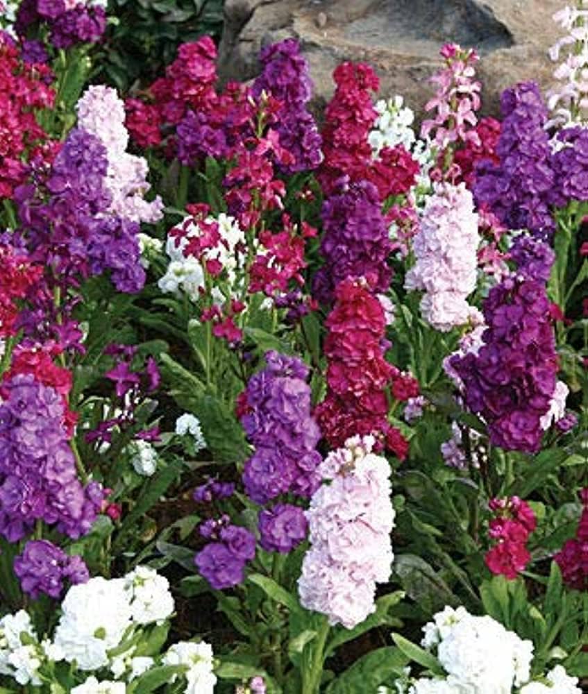 Imperial Blend Matthiola Stock Flower Seeds