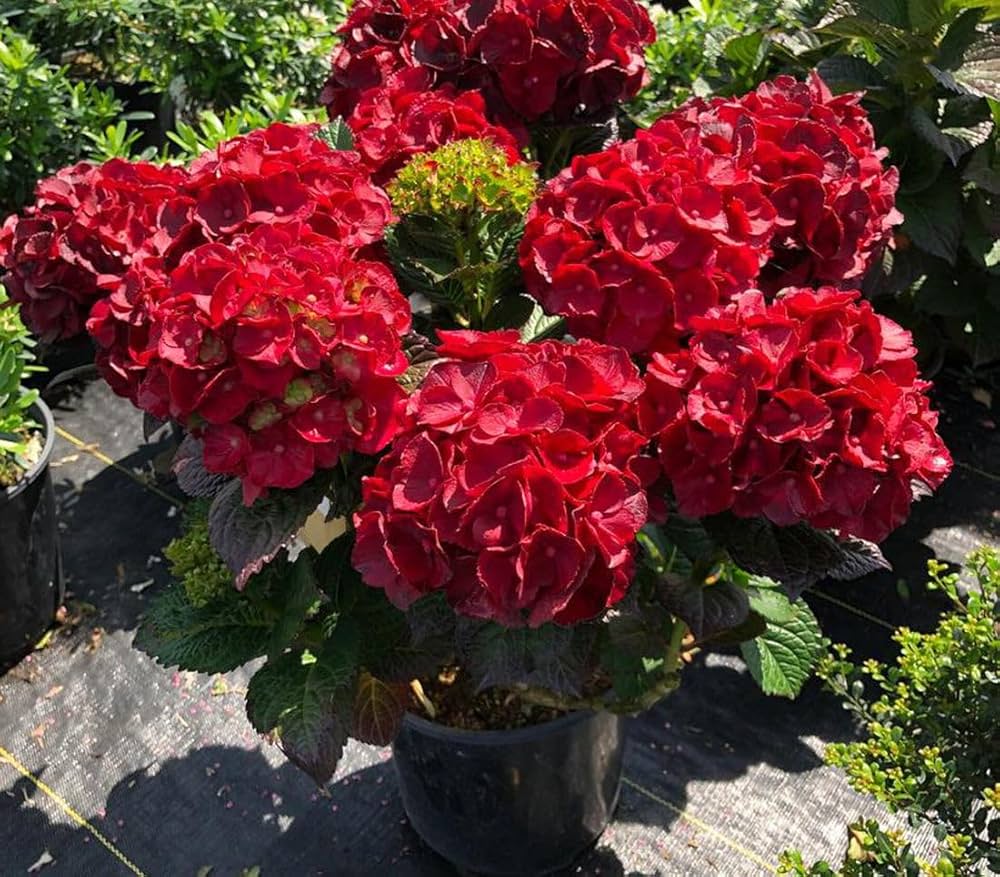Hydrangea Tohum Garden Flower Plants Seeds